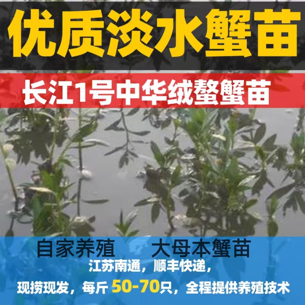 5母7公大母本蟹苗现捞现发如东县