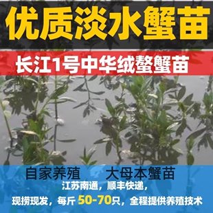 活蟹正宗大闸蟹苗淡水扣蟹苗稻田蟹苗养殖小河蟹螃蟹苗幼苗包邮