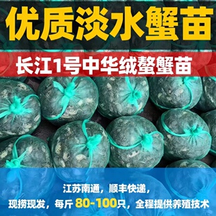 活蟹正宗大闸蟹蟹苗淡水扣蟹苗河蟹苗稻田蟹苗养殖小螃蟹幼苗包邮