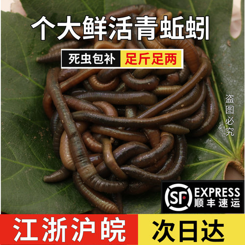 钓黄鳝活体臭蚯蚓下笼子