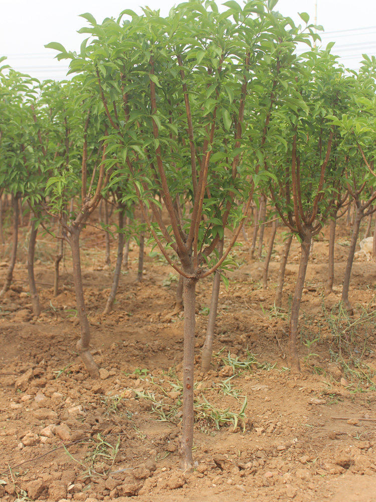 正宗三华李子苗树苗南方北方种植果树果苗嫁接苗庭院地栽当年结果