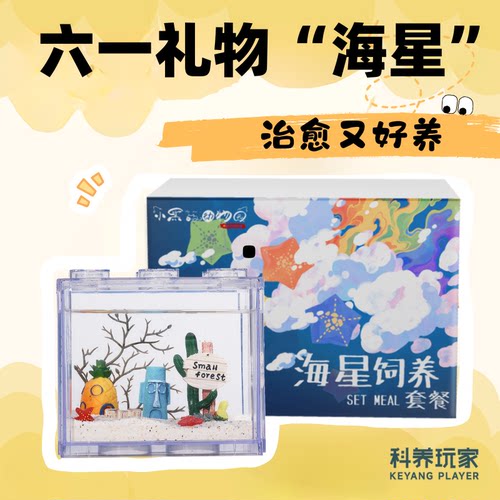 桌面宠物海星饲养套餐小黑儿童节
