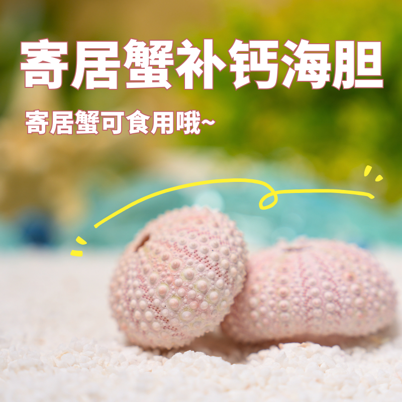 寄居蟹补钙海胆干海星干