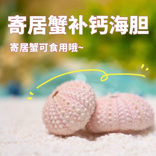 寄居蟹补钙海胆干海星干