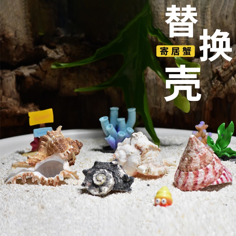 装饰套装天然海螺壳造景摆件