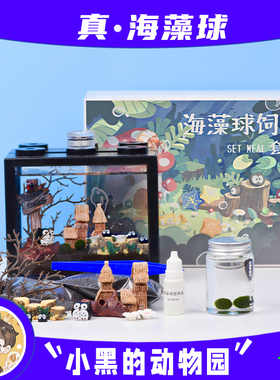marimo马里莫幸福海藻球微景观生态缸桌面迷你植物创意DIY礼物
