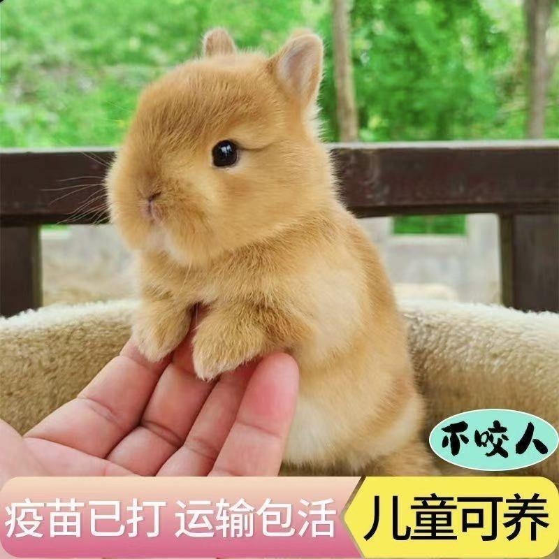 小型宠物兔子活物凤眼海棠侏儒道奇迷你茶杯兔荷兰血统垂耳兔活体