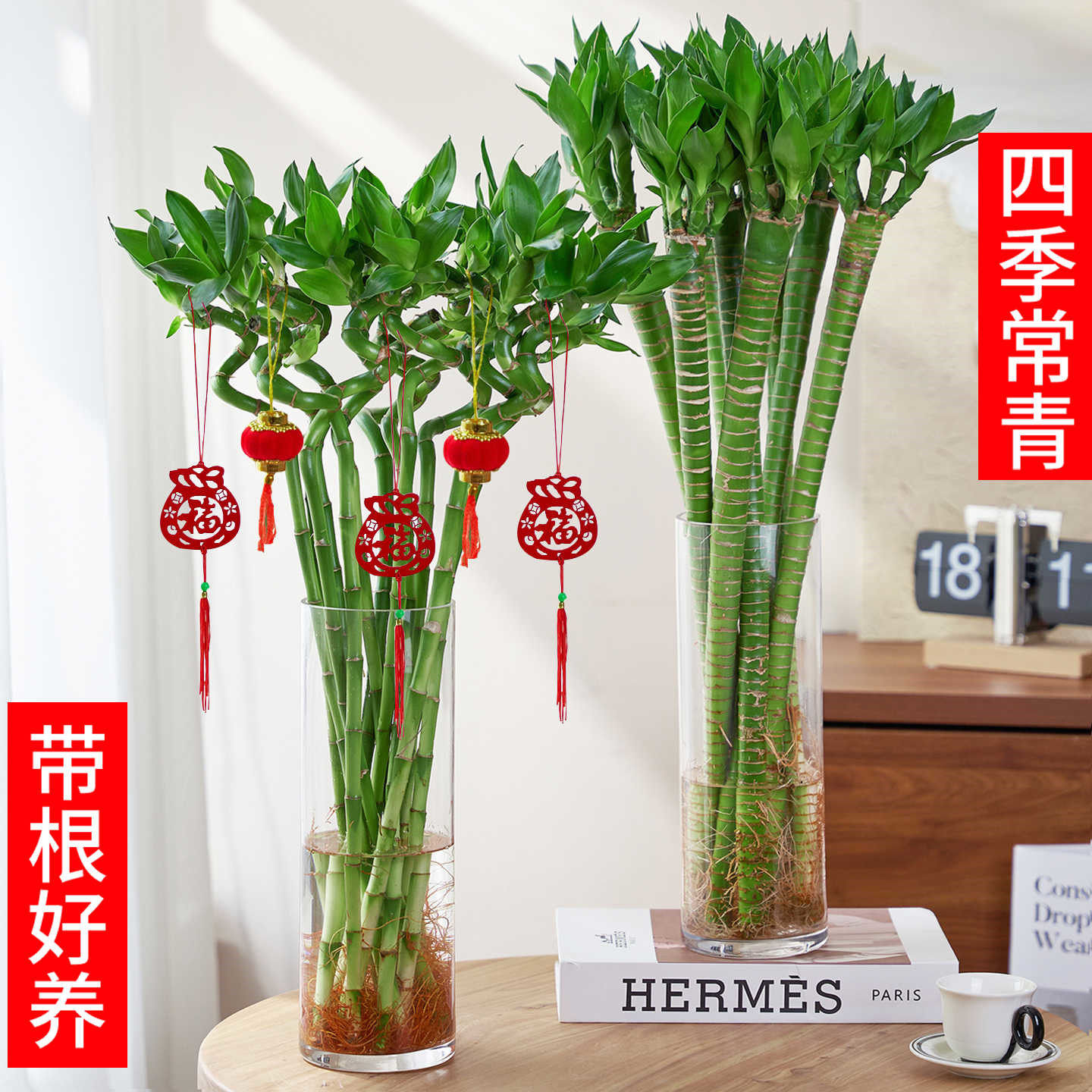 富贵竹塔荷花竹观音竹水培转运竹开运竹花卉绿植物节节高盆栽花苗