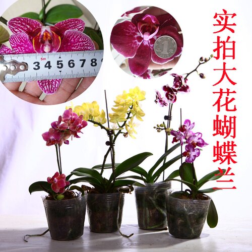 大花蝴蝶兰盆栽四季易养