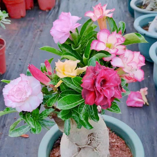 沙漠玫瑰盆栽重瓣天宝花盆景多肉花苗阳台室内绿植物四季易养花卉