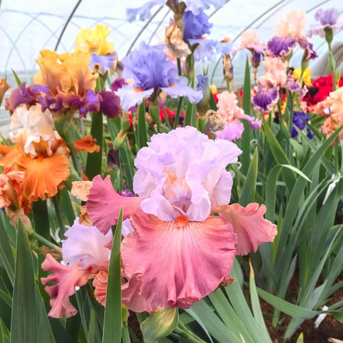 德国鸢尾花盆栽阳台多年生好养