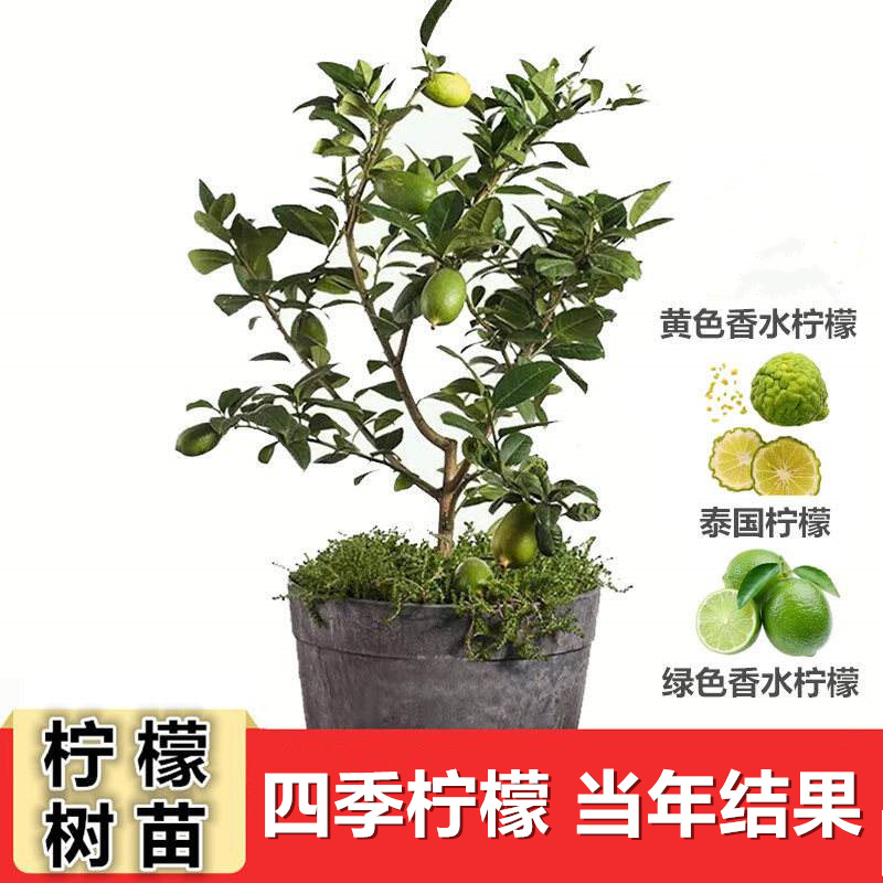香水柠檬树苗四季可食用