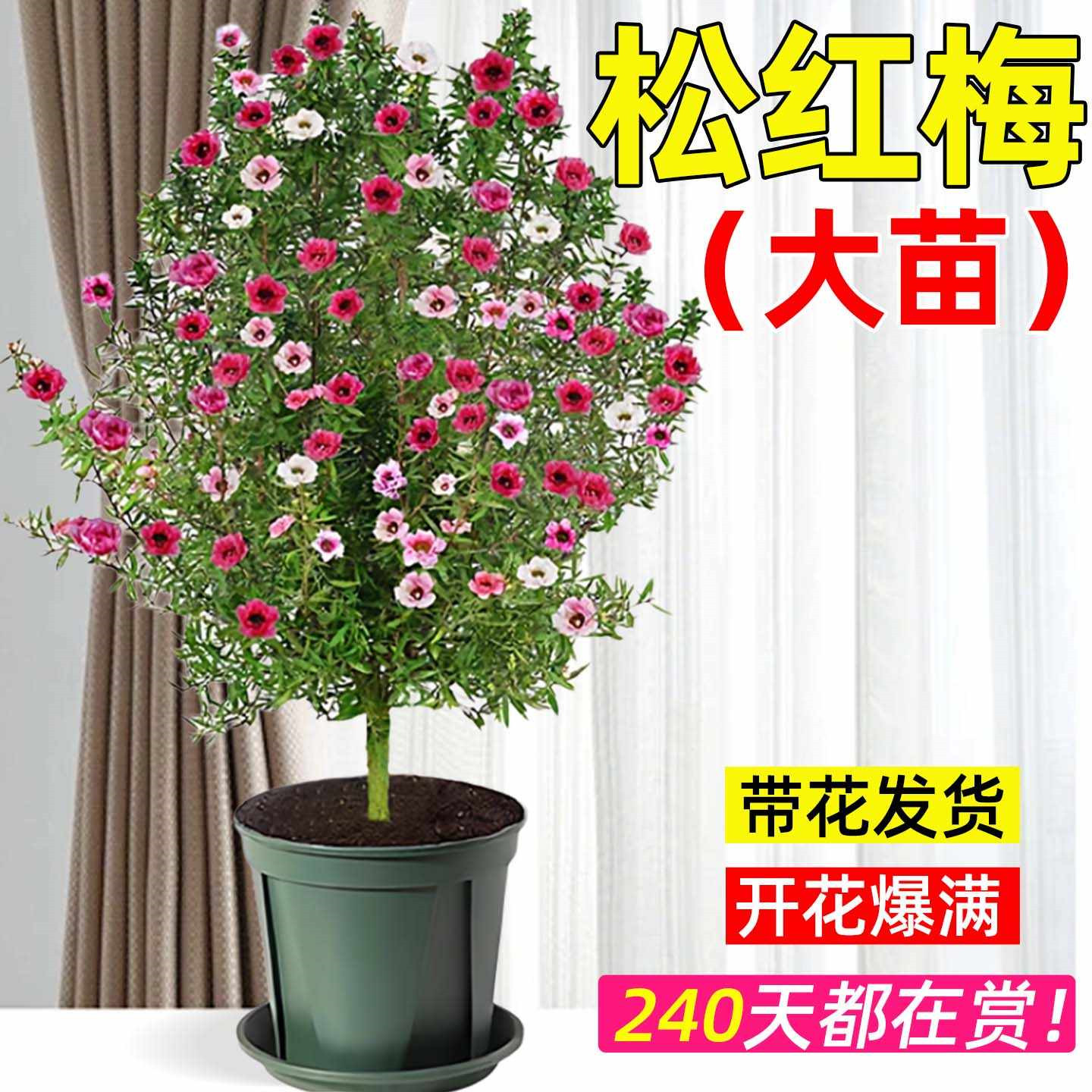 松红梅带花苞一树多色原土发货图片