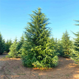 雪松树雪松苗香柏宝塔松雪松树苗四季常青行道树圣诞树庭院绿化苗
