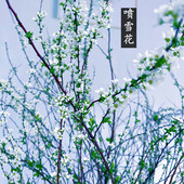 花开如雪喷雪花盆栽雪柳花苗珍珠梅绣线菊阳台花园花卉绿植物耐寒