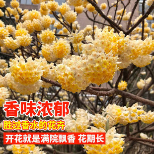 结香花树苗盆栽爱情树金腰带打结花浓香花卉梦冬花喜花耐寒植物