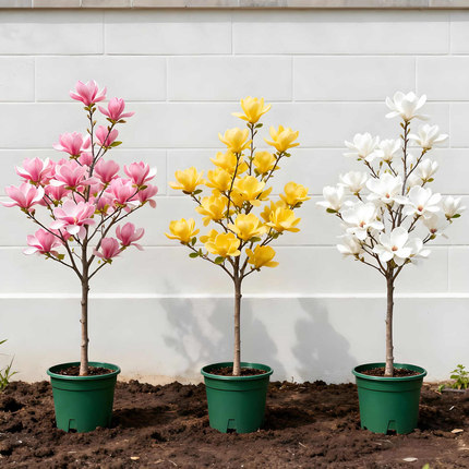 玉兰花树苗盆栽红黄白紫玉兰树苗广玉兰花苗庭院花卉绿化植物苗木
