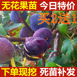 无花果树苗盆栽果树苗南北方种植地栽无花果苗四季 阳台当年结果苗