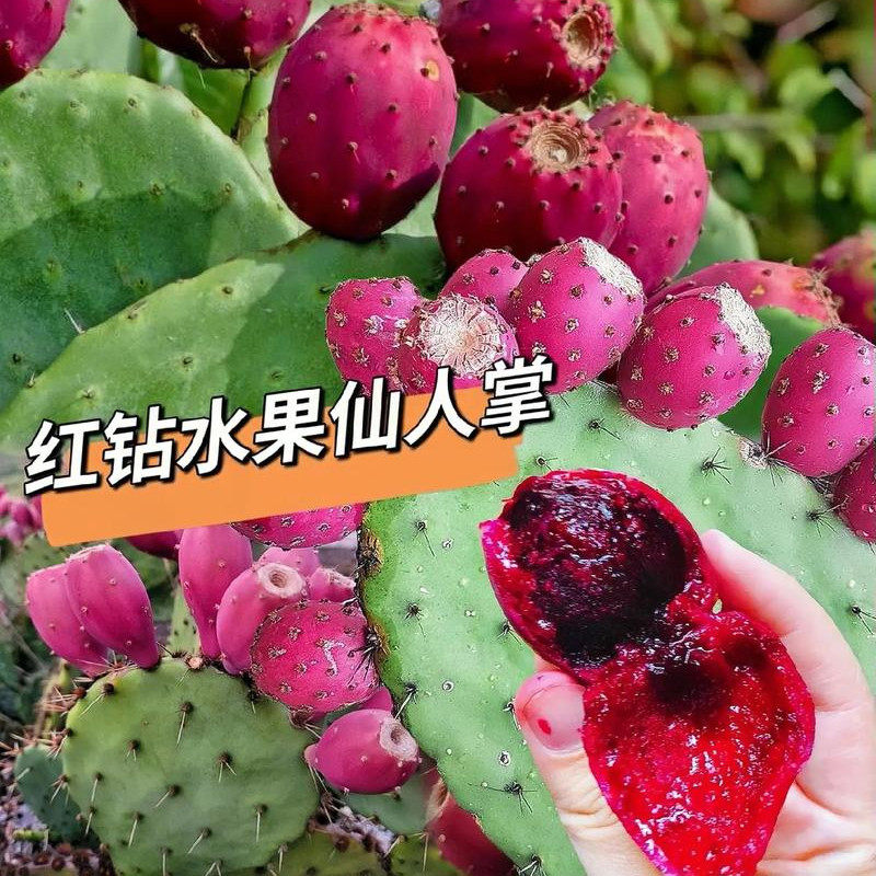 水果仙人掌果苗盆栽可吃红果美容庭院阳台开花结果实食用多肉植物