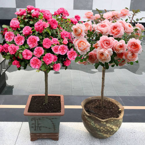 棒棒糖树形树桩月季花苗大花