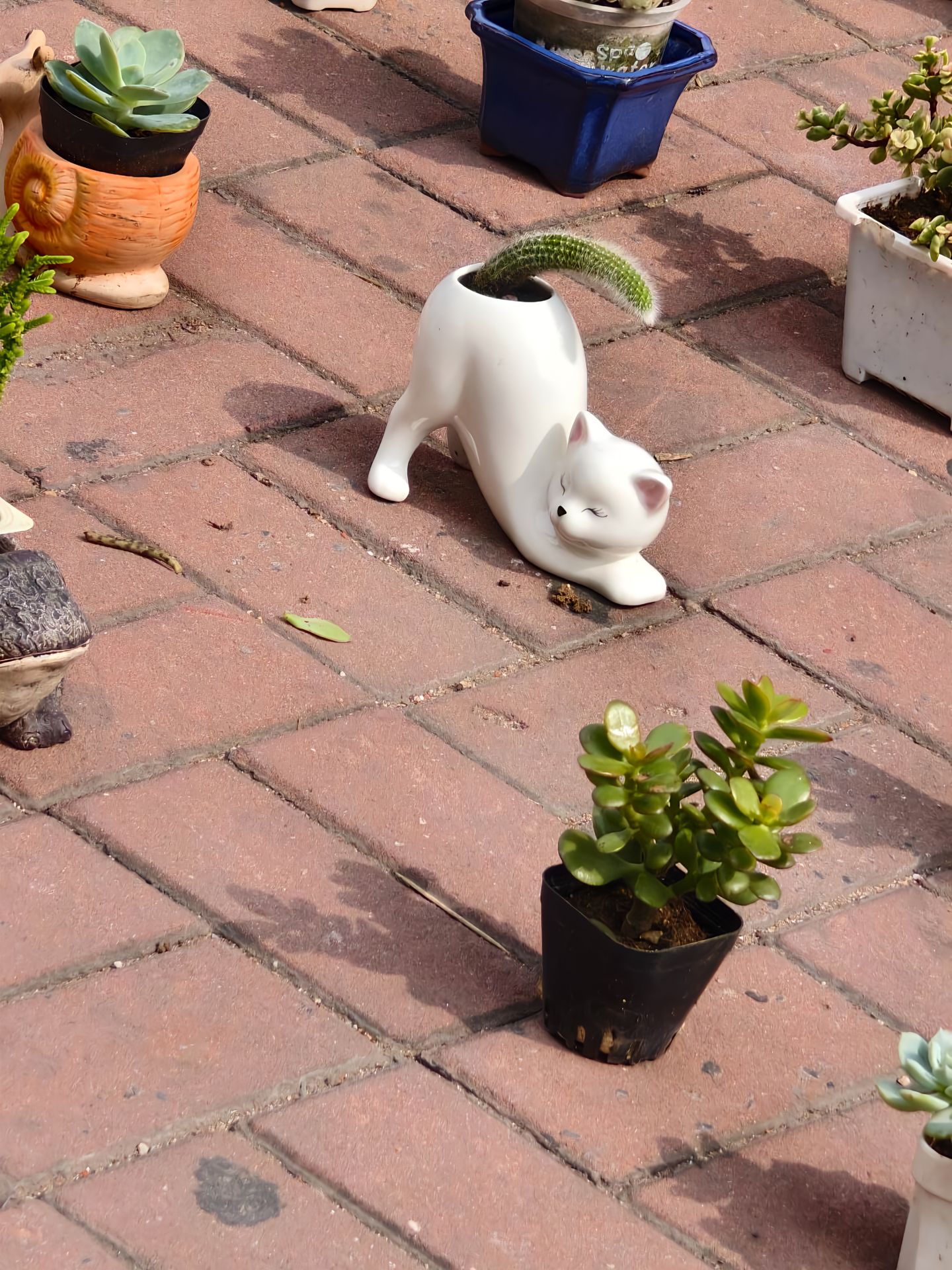 可爱创意猫咪花盆仙人掌多肉绿植小盆栽客厅办公室内桌面植物摆件