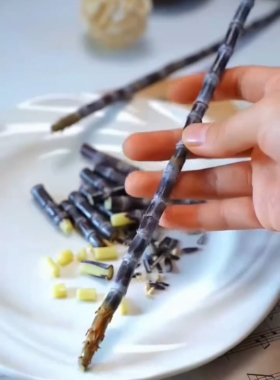 迷你小甘蔗盆栽有节微型盆栽甘蔗客厅装饰绿植创意新款2025摆件