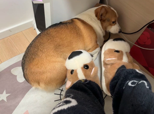 柯基棉拖仿真动物小狗可爱鞋子秋冬季保暖新款家居拖鞋情侣款