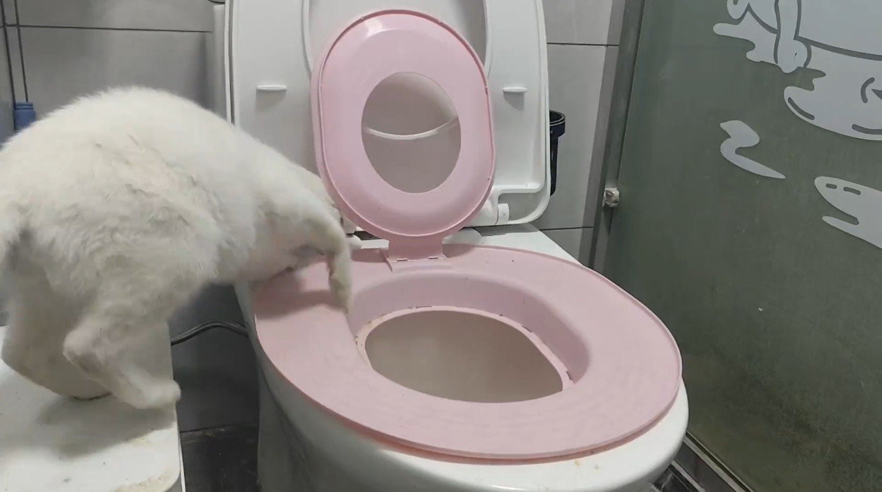 宠物用品猫猫训练器猫咪小猫猫训练粉色便携加厚入门一体新款