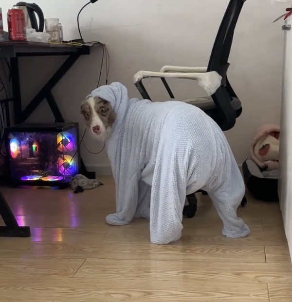 宠物加厚吸水毛巾猫狗浴巾速干狗狗擦澡巾洗澡不粘毛宠物浴巾浴袍