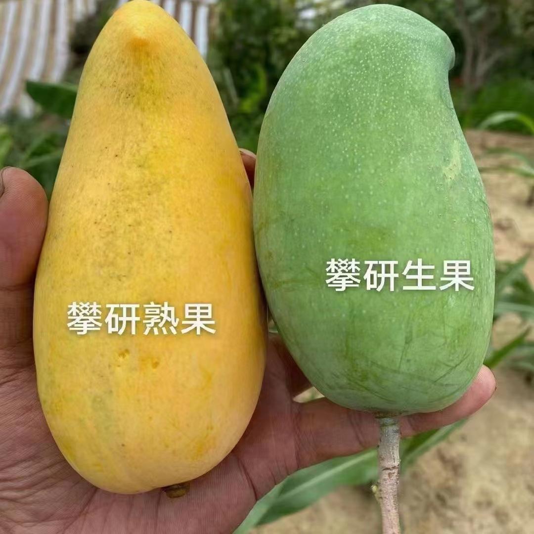 攀枝花芒果原生态 攀研金煌芒果十斤装 皮薄肉厚香甜可口