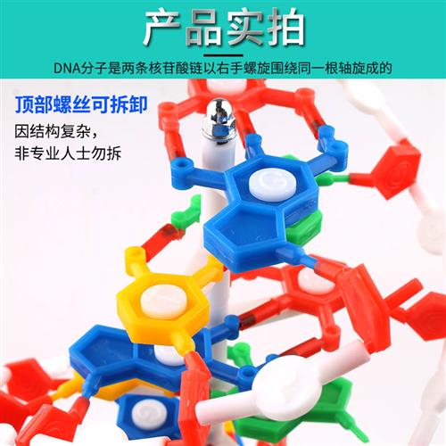 高中dna双螺旋结构模型分子结构模型60ctm大号带底座碱基对遗传基