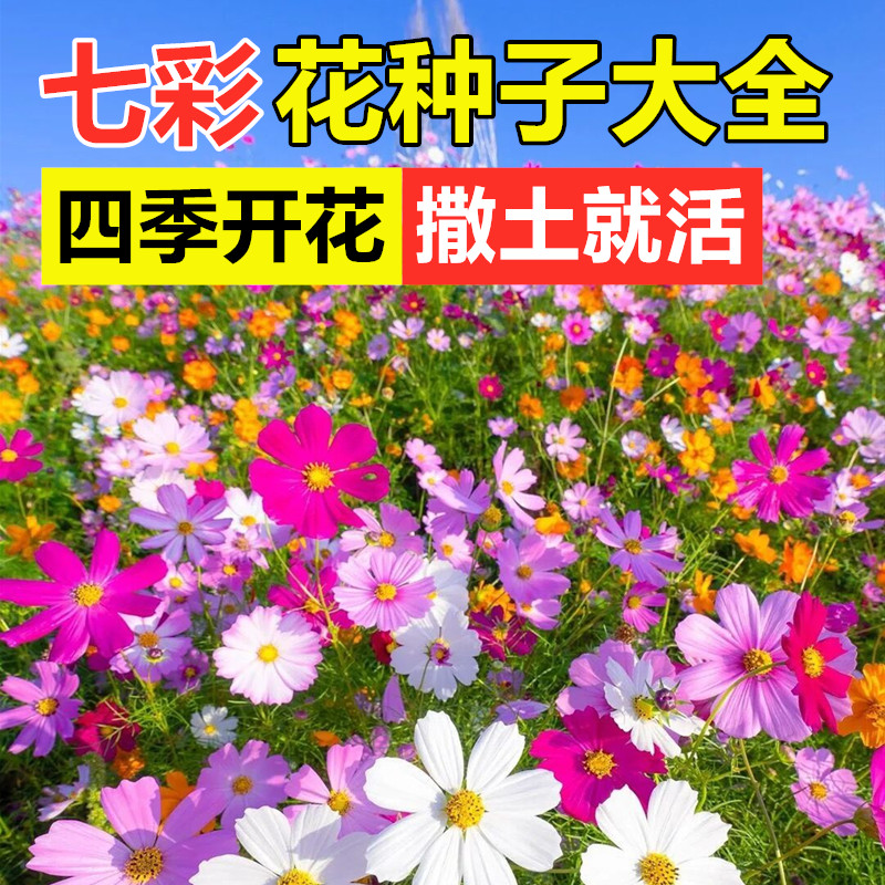 七彩格桑花花种籽子波斯菊花籽四季野花组合室外花种子太阳花种孑