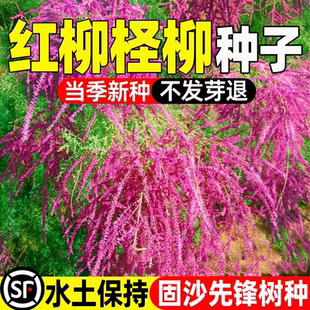 红柳种子多年生护坡固土柽柳灌木种籽耐旱耐盐碱防风固沙绿化草籽