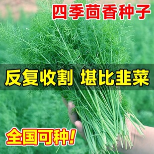 茴香种子大小茴香根苗四季蔬菜种籽香菜种孑室外阳台盆栽回香菜苗