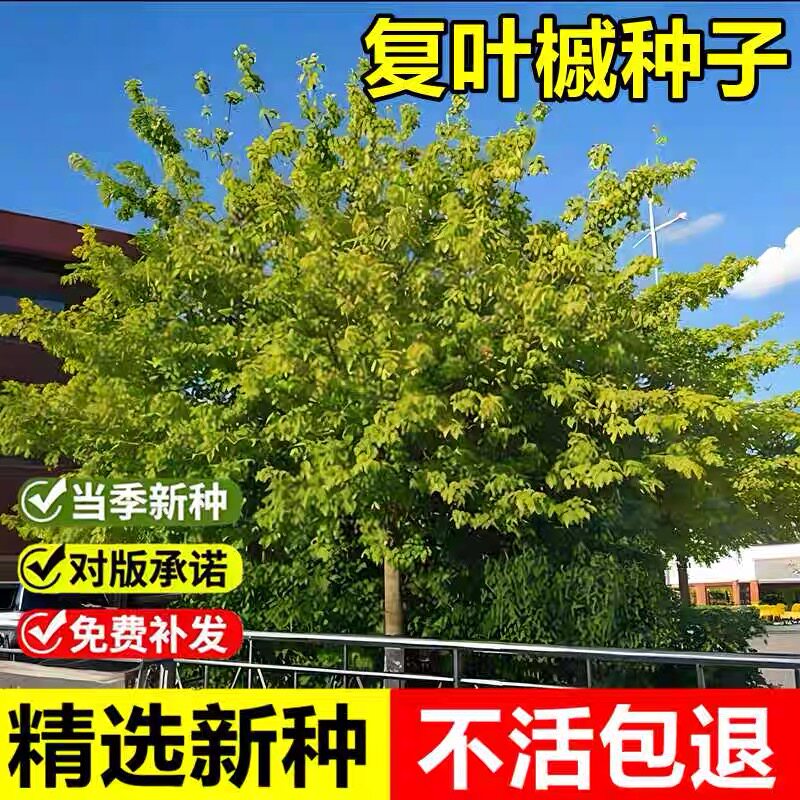 当年新采复叶槭种子糖槭树落叶乔木景观园林绿化行道树护林树种籽