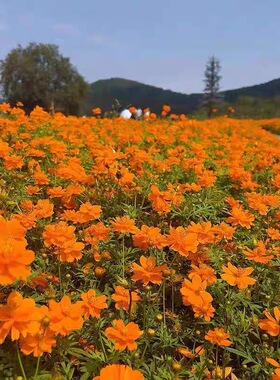 矮杆橙色硫华菊花种子四季播种开花籽种室外庭院景区花海花种籽子