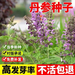 中药材丹参种籽新鲜红丹参苗幼苗春四季种植苗子野生特级丹参种子