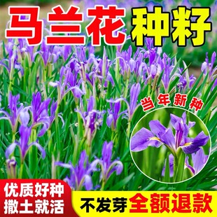 马兰花种子四季种易活开花耐寒多年生花籽子盆栽庭院室外花种籽子