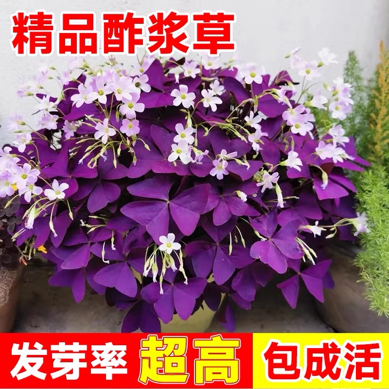 紫叶炸酱草种球幸运草四季多年生盆栽花卉榨浆草酢酱草三叶草种子