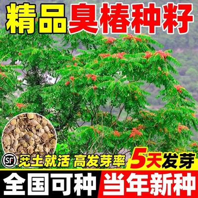臭椿种子树林木种子臭椿种籽臭椿皮大果臭椿樗护坡灌木绿化造林籽