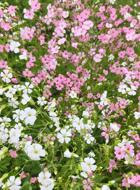 混色满天星种子四季播种开花麦蓝菜花籽种室外花种子庭院花种籽子