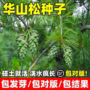 华山松种子四季长绿树种籽日本落叶松种子黄花松庭院景观种苗绿化