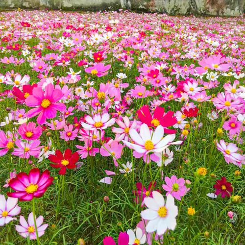 格桑花种子四季播种开花波斯菊花籽室外庭院易活花种花海景观花卉