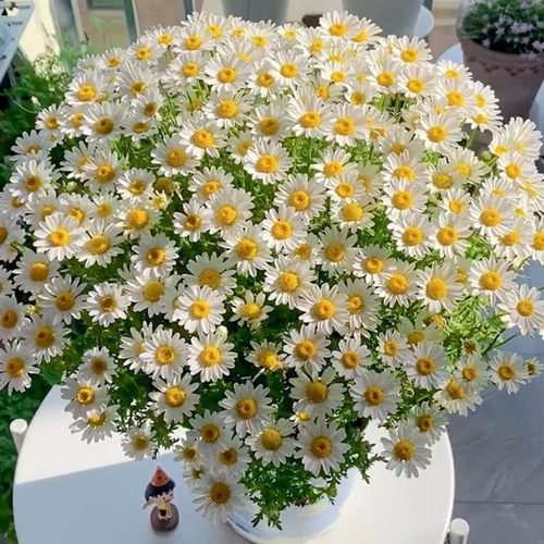 花种子小雏菊花种籽子四季播种花