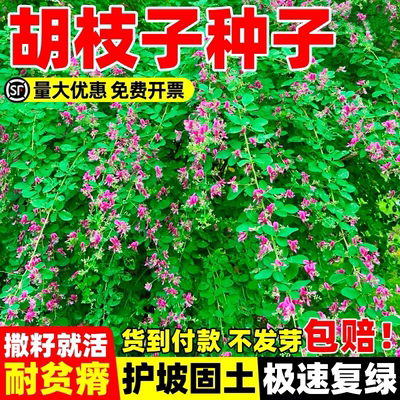胡枝子种子速生护坡固土灌木草籽四季常青工程绿化园林草种籽观赏