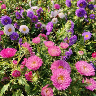 翠菊花种子四季播种开花易活花籽庭院观赏花籽种室外景观花种籽子