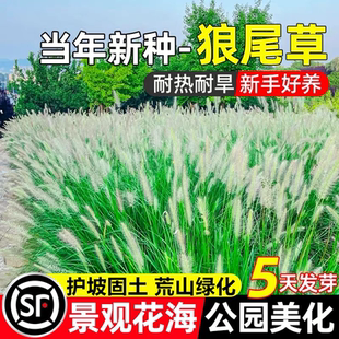 狼尾草种籽护坡固土草籽花海打造公园工程荒山绿化耐寒旱灌木种子