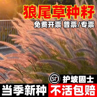 紫穗狼尾草种子庭院户外室外花海美化观赏火焰紫叶四季狗尾草种籽