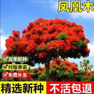 当年新采凤凰木种子火树凤凰花红花楹树种籽室外景观美化落叶乔木