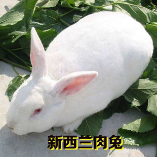 兔子活物肉兔可选公母一对小白兔活体宠物家兔幼崽活兔子苗月月兔